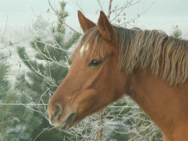 New Forest Wicked Pure Gold *SOLGT* - Goldy. December 2007 ved Stutteri Calandia billede 7