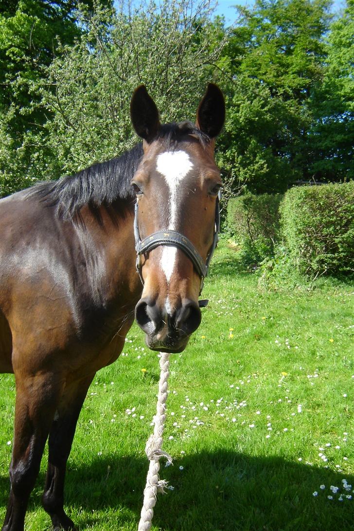 Anden særlig race unik - Lige flyttet ind billede 1