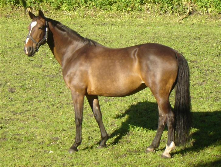 Anden særlig race unik - boet her 2 uger! billede 2