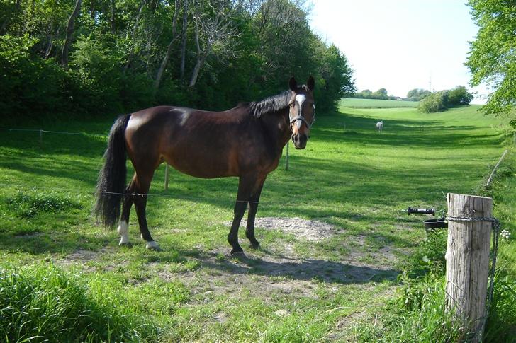 Anden særlig race unik billede 3