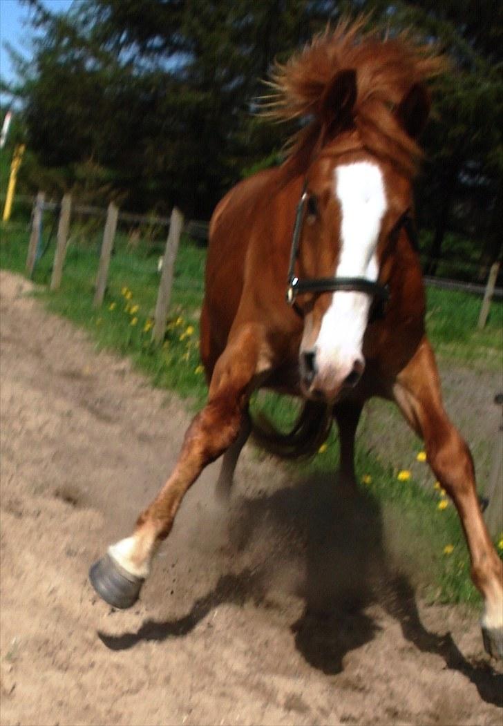 Frederiksborg <3 Lotte (Krone 1) <3 billede 13