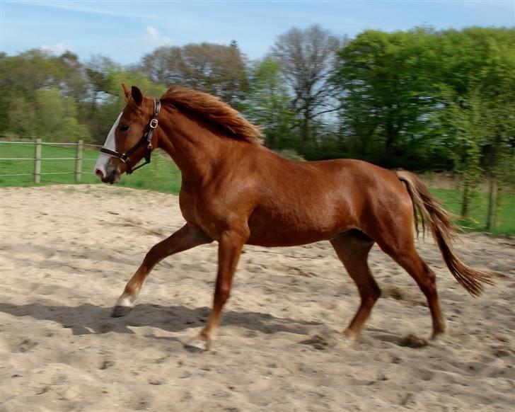 Frederiksborg <3 Lotte (Krone 1) <3 - 04-05-08 billede 14