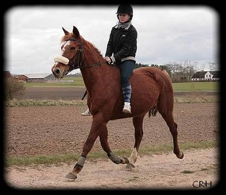 Traver Charmaine *mit alt* billede 6
