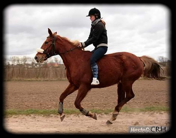 Traver Charmaine *mit alt* billede 7