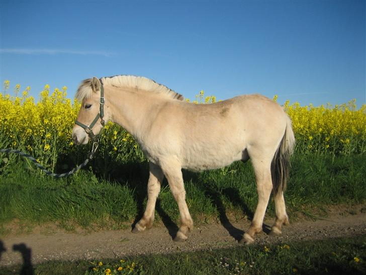 Fjordhest Bailey *solgt* - Maj 2007 billede 17