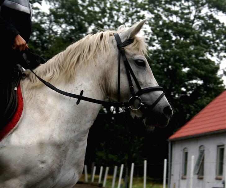 Anden særlig race Hobit - SOLGT - Andreas på 10 år, rider Hobit. Fotograf: Christina (Mig). billede 17