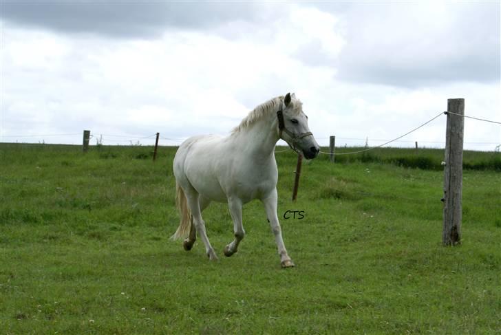 Anden særlig race Hobit - SOLGT - Hobit traver :D Hendes dejlige elefantalastiske trav xD Fotograf: Christina (Mig) billede 18