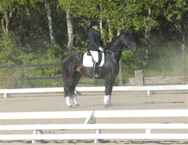 Trakehner Essens R.I.P min smukke.. - Første stævne på udebane - Ballerup maj 07. billede 15