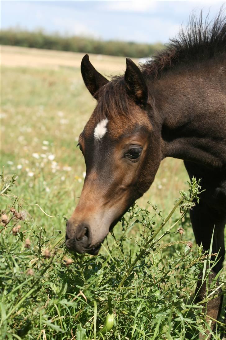 Arabisk fuldblod (OX) Fanillah - Smukke Fanillah.  FOTO: Aino Bjerre billede 1