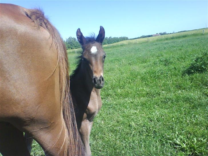 Arabisk fuldblod (OX) Fanillah billede 3