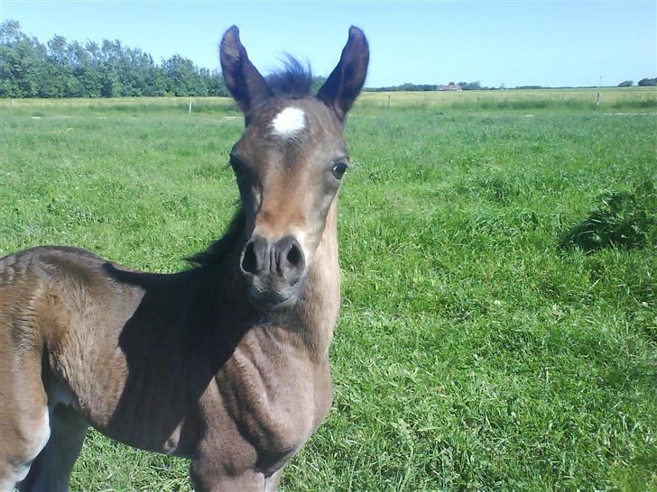 Arabisk fuldblod (OX) Fanillah billede 4