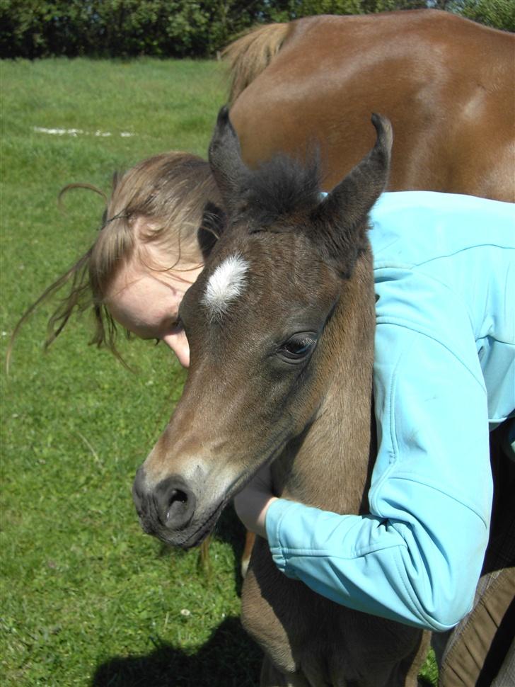 Arabisk fuldblod (OX) Fanillah billede 6