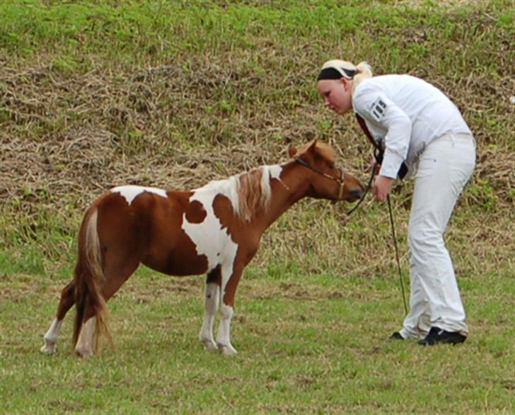 Miniature Egehøj`s Pretty Dam Good  - Aabenraa 2007 billede 6