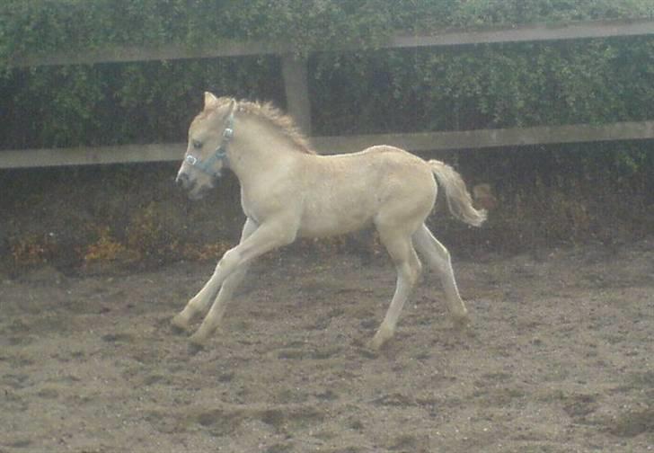 Fjordhest Puk Lynghøj - Velkommen :D Her er Puk med på ridebanen for 2. gang.. billede 1