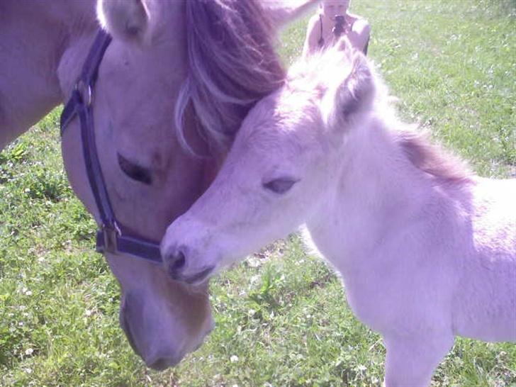 Fjordhest Puk Lynghøj - Nusse nusse billede 2