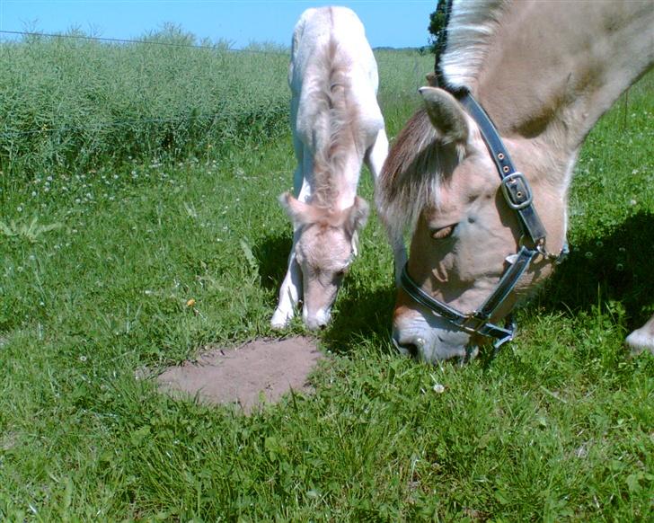 Fjordhest Puk Lynghøj - Spiser ... billede 3
