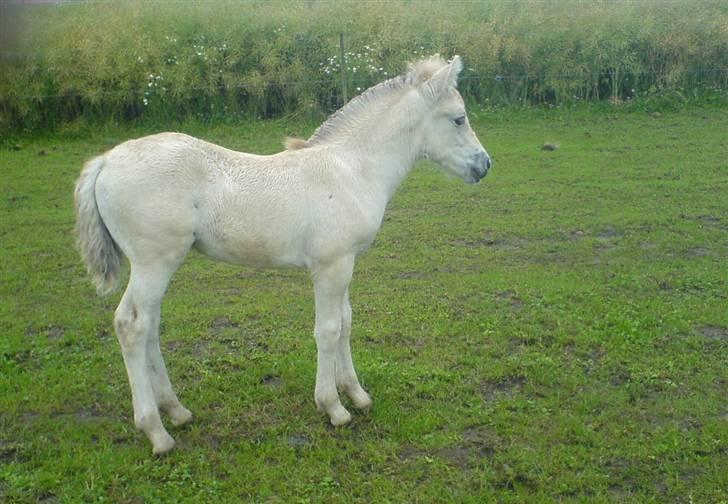 Fjordhest Puk Lynghøj - Puk på marken.. billede 4