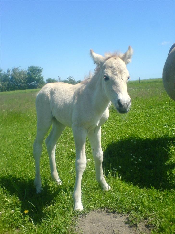 Fjordhest Puk Lynghøj - Puk <3 <3 billede 6