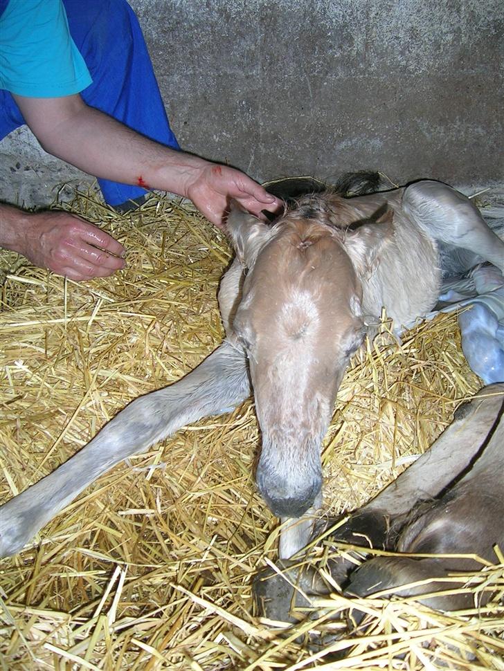 Fjordhest Puk Lynghøj - Her er jeg 30 sekunder gammel.. billede 7