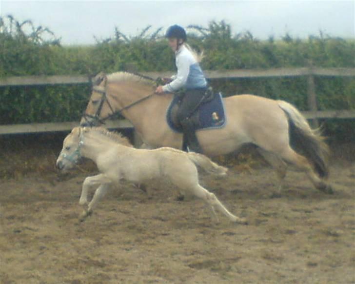 Fjordhest Puk Lynghøj - Galopløb på ridebanen !  billede 8