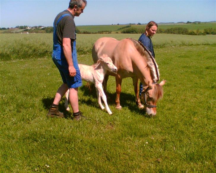 Fjordhest Puk Lynghøj - Første gang med græs under hovene..! billede 9