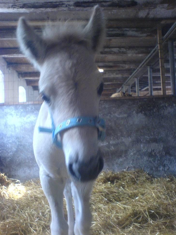 Fjordhest Puk Lynghøj - Lille puttemus! ;) billede 10