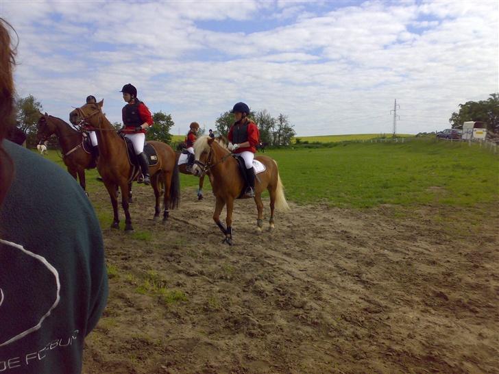 Anden særlig race Movie Star (Solgt.) - På vej til jagt (: billede 9