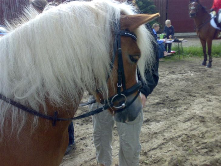 Anden særlig race Movie Star (Solgt.) - På vej til jagt :) billede 10