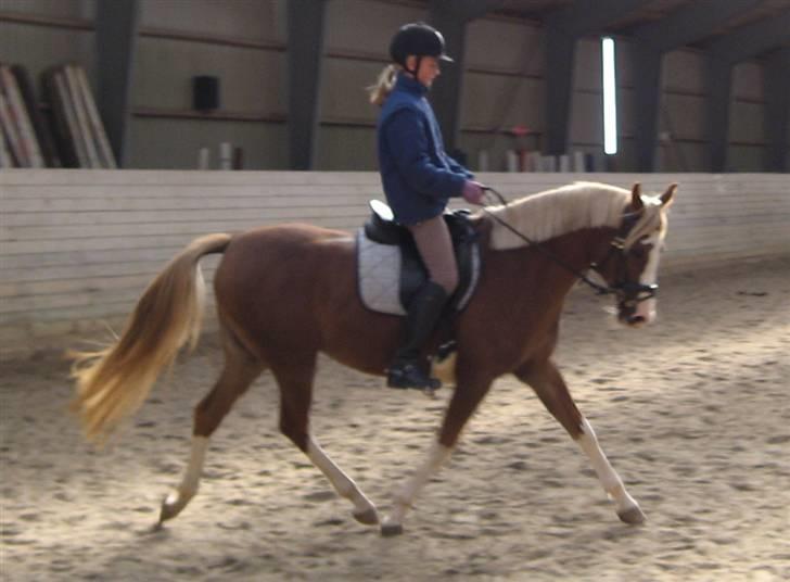 DSP Friis Jesse Bell  - Mig og Jesse d. 15-9-07. billede 13