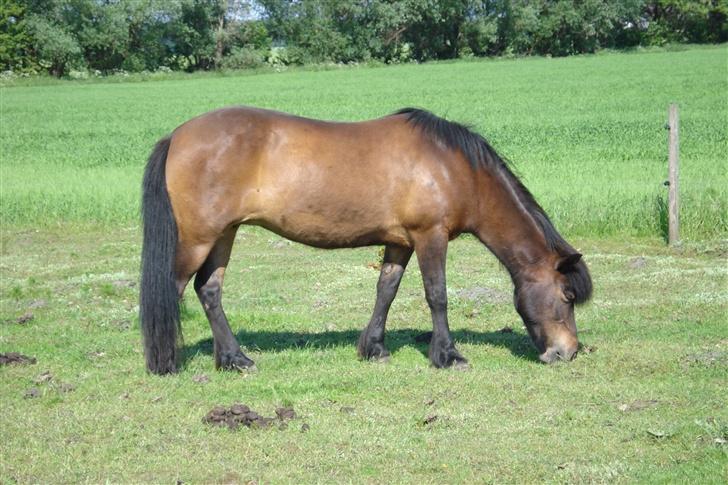 Islænder bylting - på fold billede 9