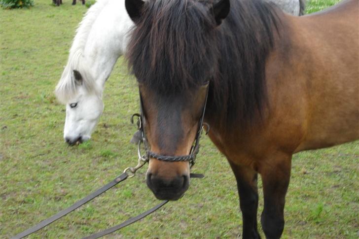 Islænder bylting - nøøj med sit fine hovedtøj :o] billede 11