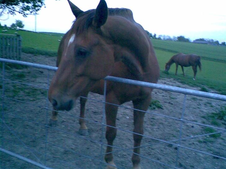 Dansk Varmblod Windy   - *15* billede 15