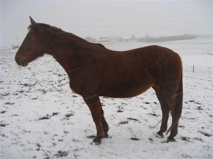 Dansk Varmblod Windy   - *16*  Fuld Figur billede 16