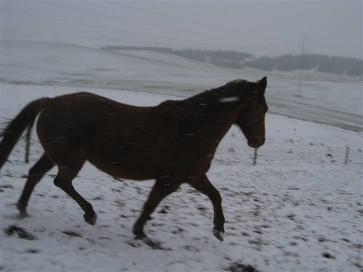 Dansk Varmblod Windy   - *17* billede 17