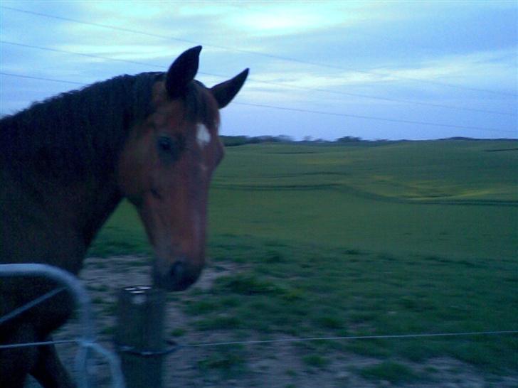 Dansk Varmblod Windy   - *18* nej nej ikke gå så kan jeg jo ikke være med på billedet billede 18
