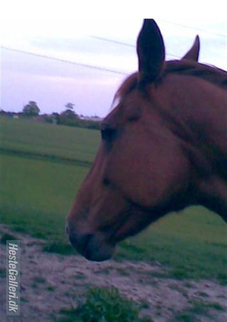 Dansk Varmblod Windy   - *19* billede 19