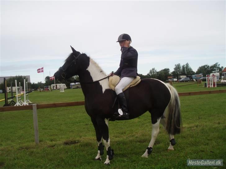 Pinto Solvangs Prinsesse Dina - Velkommen til Solvangs Prinsesse Dina´s side:D billede 1