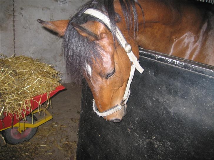 Anden særlig race Don Juan "Gammel part" billede 3