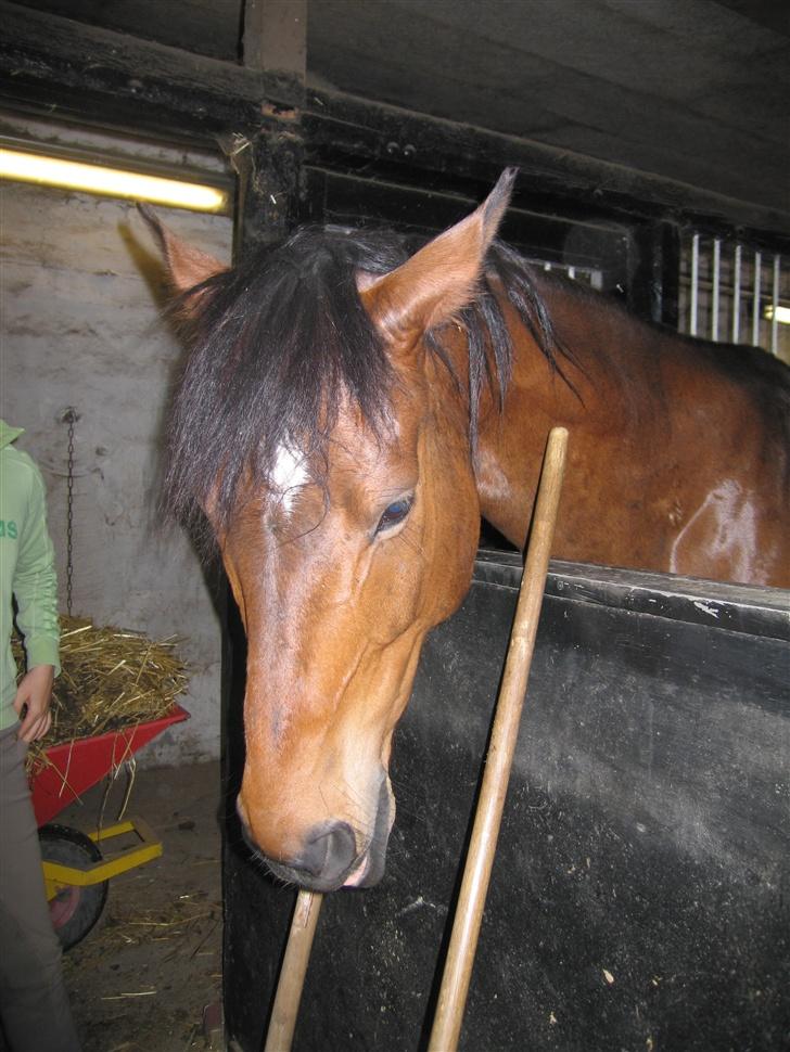 Anden særlig race Don Juan "Gammel part" billede 4
