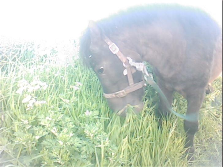 Shetlænder Blakie SOLGT billede 7