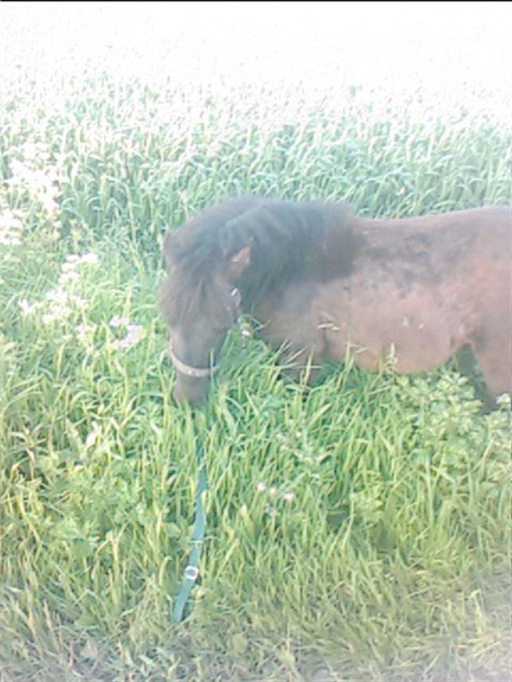 Shetlænder Blakie SOLGT billede 8