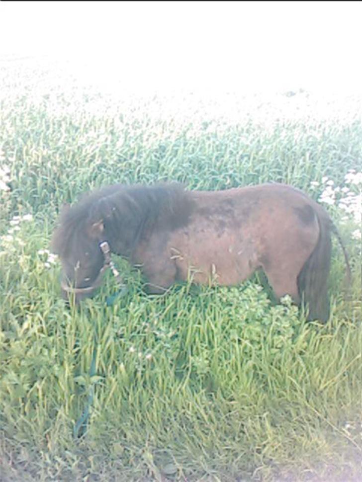 Shetlænder Blakie SOLGT billede 9