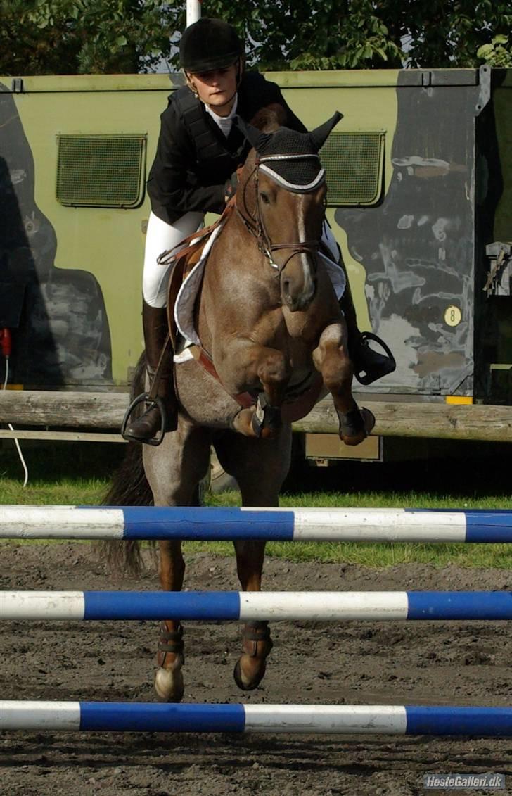 Hollandsk Sportspony Eppo S <3 SOLGT. R.I.P - Kallehavegaard sep o8 MB en bom. tja, hvad skal jeg sige? jeg savner dig så forbandet meget! billede 7