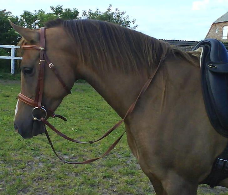 Arabisk fuldblod (OX) Parmani  billede 12