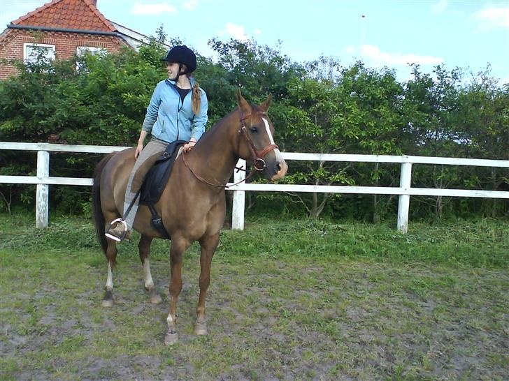 Arabisk fuldblod (OX) Parmani  billede 14