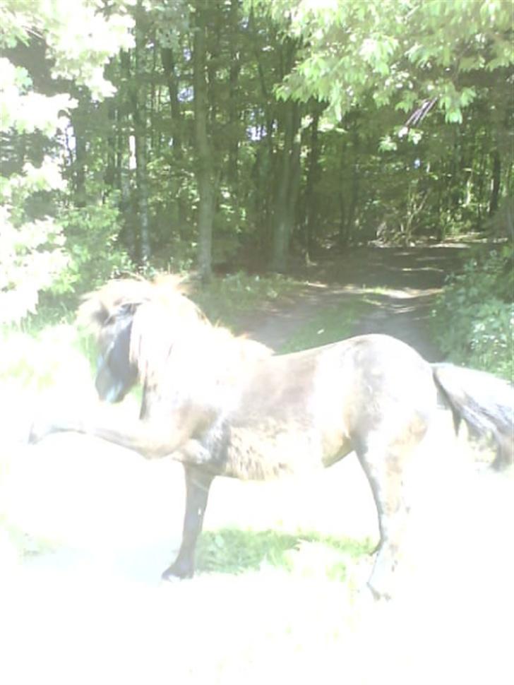 Shetlænder Flicka  billede 8