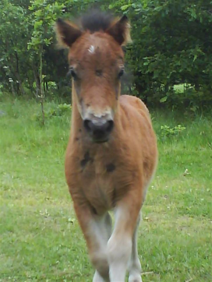 Shetlænder Nellie - I galop jeg gir´ et hop billede 13