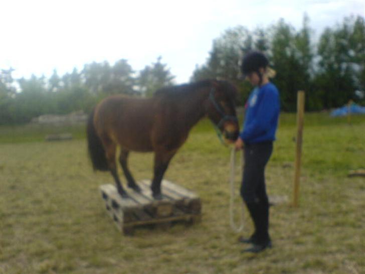 Anden særlig race Timon billede 19