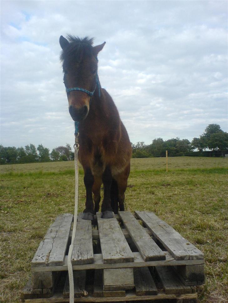 Anden særlig race Timon - charmetrold ;D billede 20
