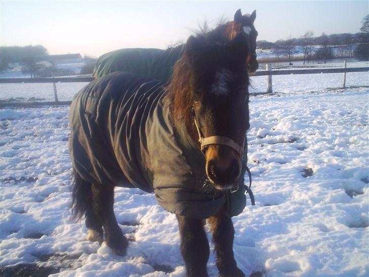 Dartmoor Petit Cheval Dunemose  - Den smukke på fold ! xD  billede 2